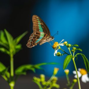 Interactive Digital Ads