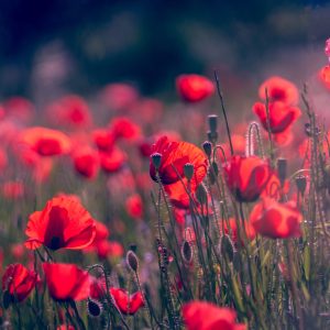 Green Screen Photography